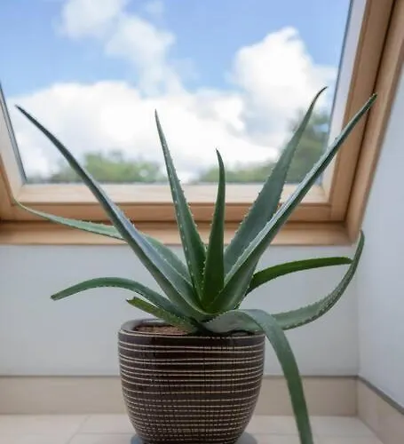 Urban Jungle Taras- Luksusowy W Gdyni. 格丁尼亚