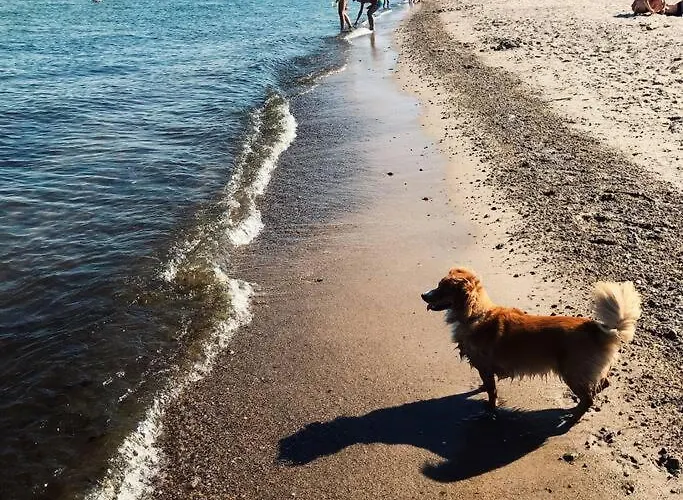 Urban Jungle Taras- Luksusowy W Gdyni. *