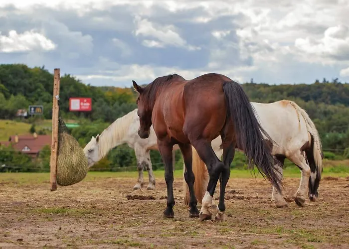 Apartment Urban Jungle Taras- Luksusowy W Gdyni. *